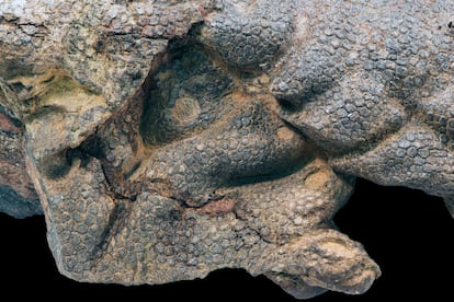 Bites on the skin of the Dakota edmontosaurus would have been crucial for its natural mummification. In the image, bite marks can be seen on its right front leg.