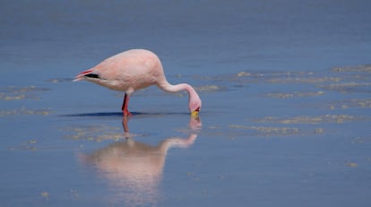 Un flamenco, una de las aves migratorias que recurre estacionalmente al altiplano, bebe agua de la laguna Hedionda, en la comunidad de Colcha K, en Nor Lípez.