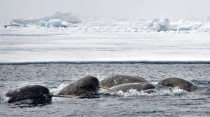 Un grupo de narvales en la región canadiense de Nunavut, al oeste de Groenlandia.