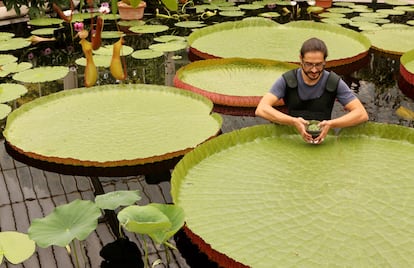 Carlos Magdalena sujetando el nenúfar 'Nymphaea Thermarum', la especie más pequeña del mundo, rodeado de nenúfares Victoria, las más grandes del mundo, en mayo de 2010 en Kew Gardens, Londres.