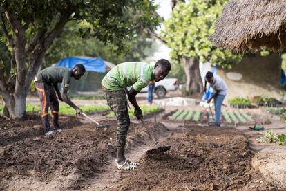 Aliou Ly, en primer plano, y sus hermanos Bacary y Aminata, al fondo, preparan la tierra para cultivar en su finca de Sibéré Kandé, cerca de Kolda. Esta familia explota desde hace meses con un resultado espectacular una parcela de una hectárea en la que florecen ya la moringa, los pimientos, los rábanos, las cebollas, las coles o el perejil. “Hemos apostado por la rotación de cultivos, eso es lo mejor para la tierra”, explica Aminata Ly, auténtica cabeza pensante del proyecto. Los productos los hacen llegar hasta el mercado en transporte colectivo para ahorrar costes.


