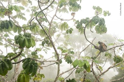 Un perezoso bayo ('Bradypus variegatus') reposa sobre un guarumo ('Cecropia peltata') en el Parque Nacional Soberanía de Panamá. Se pueden observar claramente sus características clave: las tres garras enganchadas a la rama, la raya en forma de máscara y su pelaje largo y áspero.