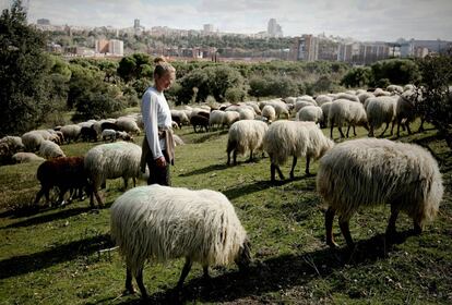 Ovejas en la Casa de Campo de Madrid.