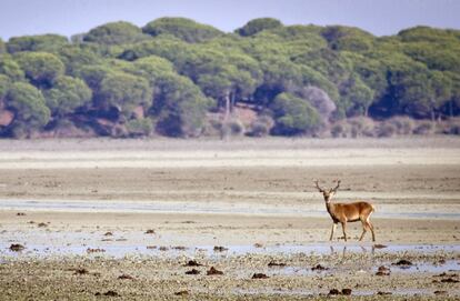 Un ciervo pasea por el Parque Nacional de Do&ntilde;ana (Huelva)