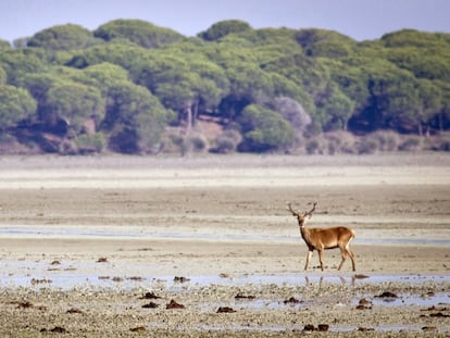 Un ciervo pasea por el Parque Nacional de Do&ntilde;ana (Huelva)