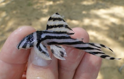 O cascudo-zebra, valorizado como espécie ornamental, só vive em trechos ameaçados do rio Xingu.