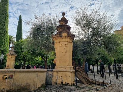 El olivo centenario al pie de la fuente de Santa María.