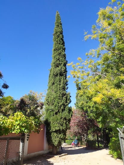 Un ciprés en La Quinta de los Molinos, en una imagen de Gilberto Segovia.