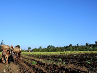 Agricultor em lavoura no Brasil.