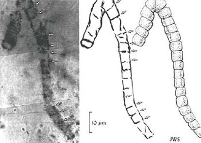 Bacterias fosilizadas datadas hace más de 3.000 millones de años.