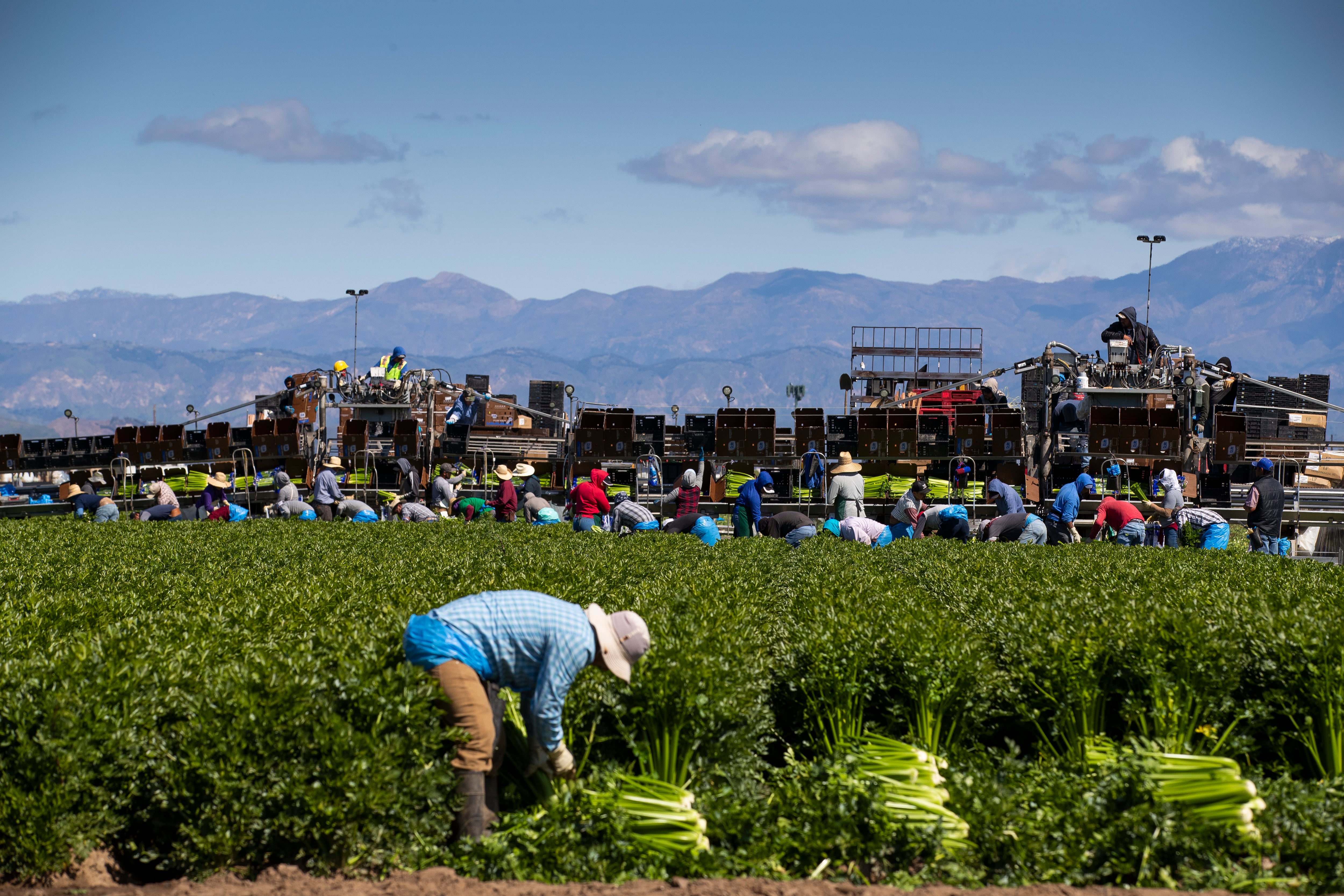Trabajadores agrícolas de Bud Farms cosechan apio en Oxnard, California, en marzo de 2020 . 