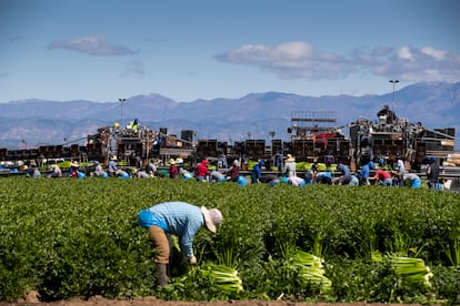 Agricultural workers from Bud Farms harvest celery for both American and export consumption on March 26, 2020 in Oxnard, California