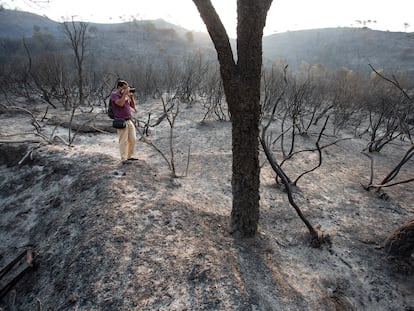 Zona quemada en el incendio forestal en la Sierra Bermeja, este viernes.