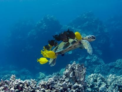 Una tortuga marina con peces negros y amarillos.