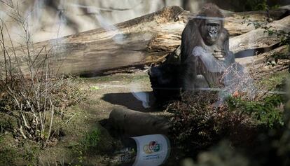 Un goril&middot;la al zoo de Barcelona.