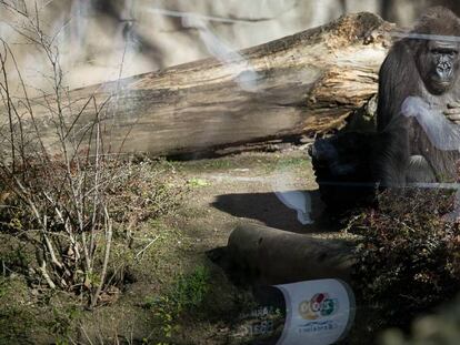 Un goril&middot;la al zoo de Barcelona.