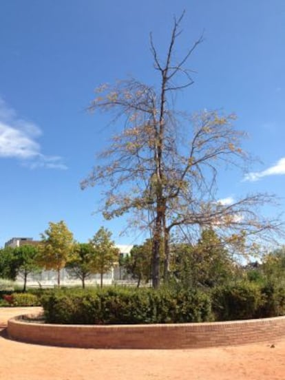 El Quercus Palustris enfermo en el parque de Las Cárcavas.
