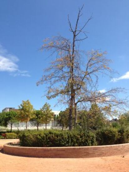 El Quercus Palustris enfermo en el parque de Las Cárcavas.