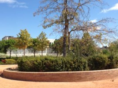 El Quercus Palustris enfermo en el parque de Las Cárcavas.