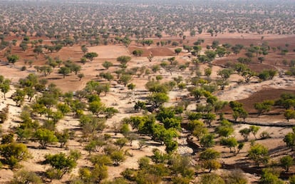 Árboles de argán en Agadir, Marruecos.