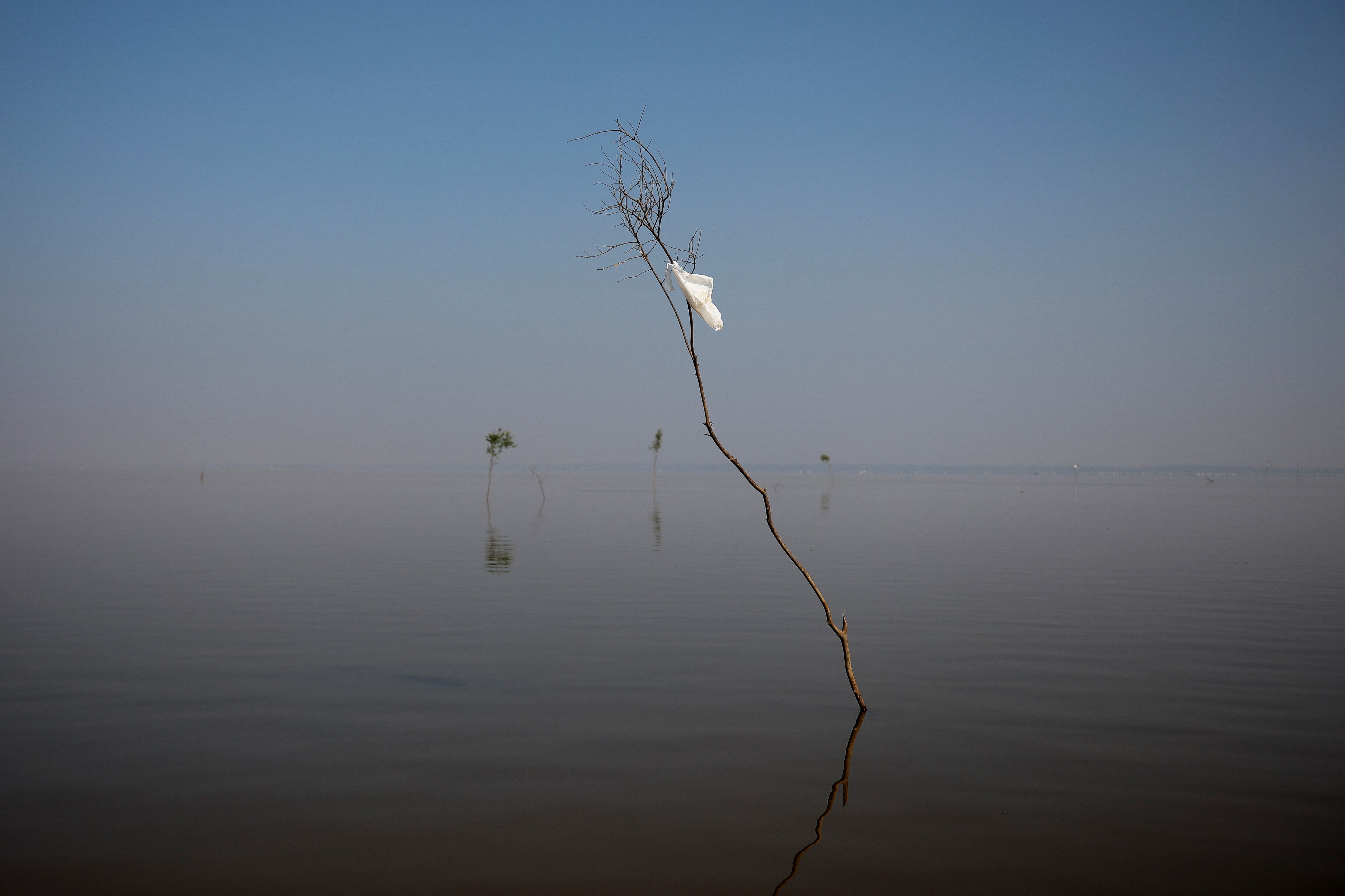 Un árbol marcado con un paño blanco para mostrar el carril de navegación, ilustra el descenso en el nivel del agua a la entrada del lago Piranha, en Manacapuru (Estado de Amazonas).