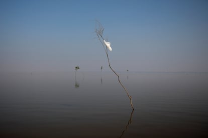 A tree – marked with a white cloth to indicate the navigation lane – illustrates the drop in water levels at the entrance of Lake Piranha, in Manacapuru, Amazonas.