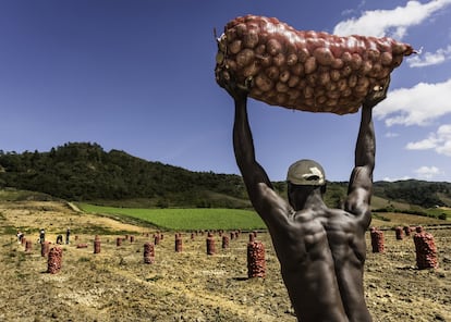 Hércules, el recolector. República Dominicana.