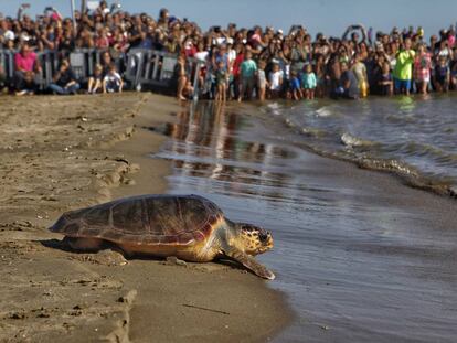 Decenas de personas presencian la liberación de una tortuga boba en la playa de las Delícies, en Sant Carles de la Ràpita (Cataluña), el pasado año.