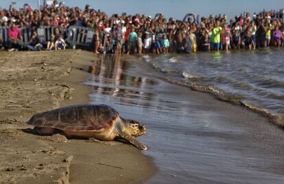 Decenas de personas presencian la liberación de una tortuga boba en la playa de las Delícies, en Sant Carles de la Ràpita (Cataluña), el pasado año.