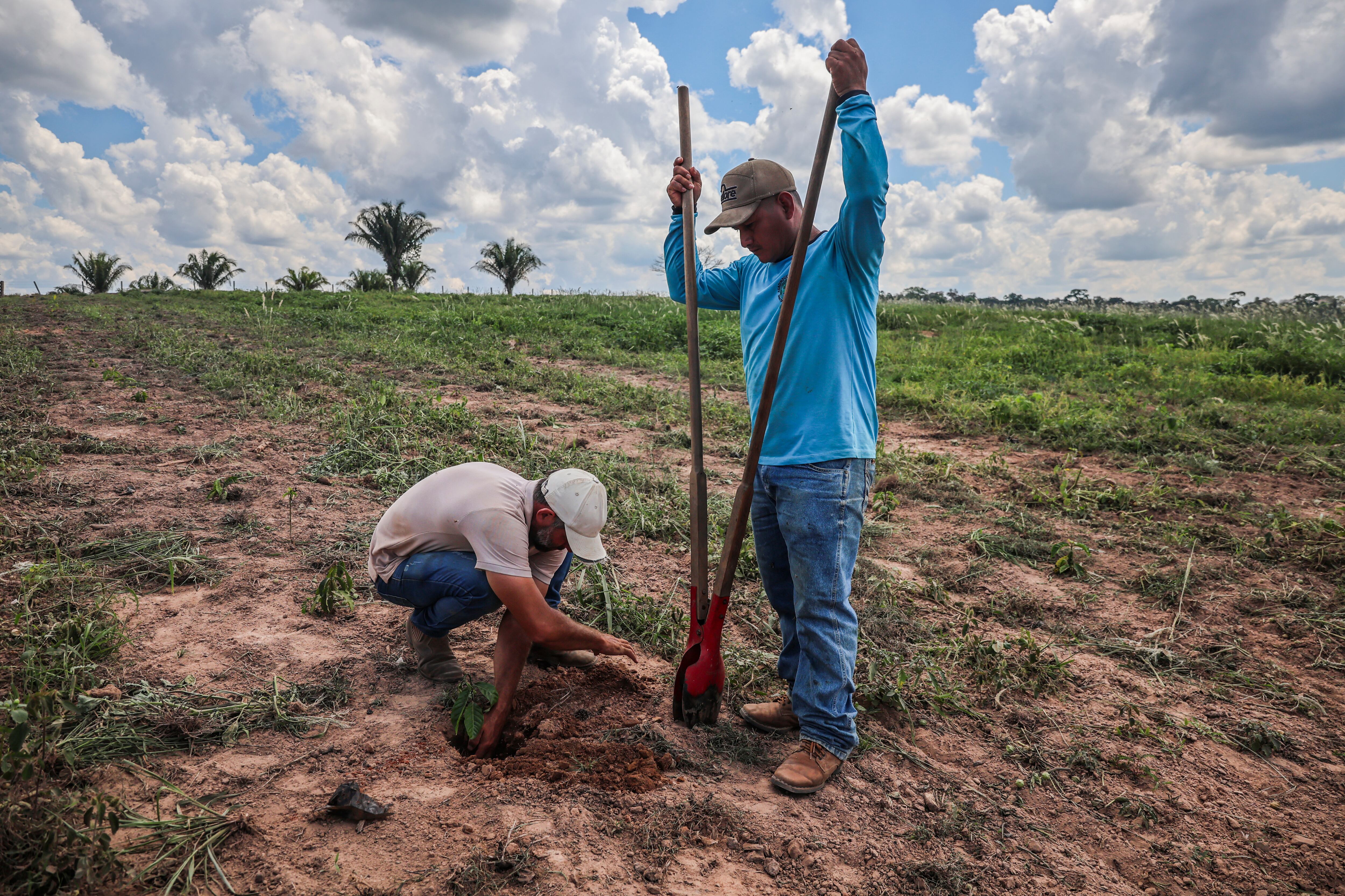 Trabajadores de la empresa Agroindustria Forestal Santa Teresa siembran en la provincia de Tahuamanu.