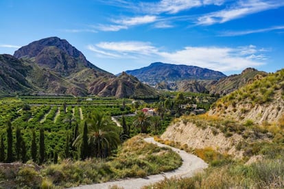 Huertos y palmeras en los alrededores de Villanueva del Río Segura, en el valle de Ricote.