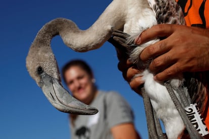 En Fuente de Piedra, el nmero de parejas reproductoras que se han establecido en la laguna se estima en unas 19.000, y el total de pollos asciende a unos 10.000, contabilizado mediante fotografas areas con drones.