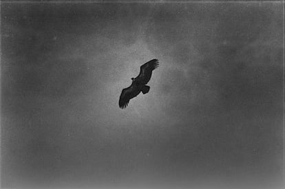 'Vuelo / S_T II'. 
