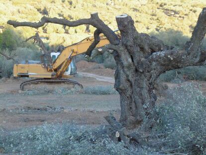 Una excavadora darrere d'una olivera monumental.