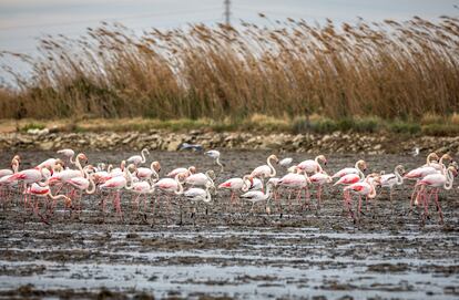 Flamencos en la Albufera de Valencia.