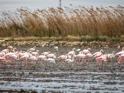 Flamencos en la Albufera de Valencia.