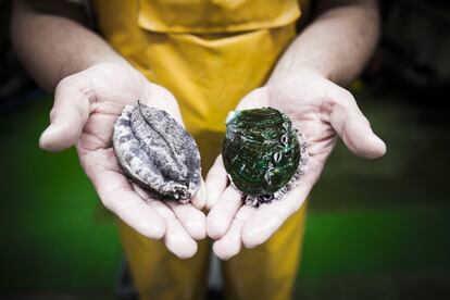 Los 'abalones' son unos moluscos verde-azulados, también conocidos como orejas de mar, en los que el tamaño importa mucho. En la foto, dos muestras de ejemplares adultos, criados en la piscifactoría gallega Galician Marine Aquaculture (GMA), en el municipio de Muros, La Coruña.