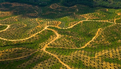Vista aérea de una plantación de aceite de palma en una zona deforestada de Sabah, Borneo, Malasia, en 2007.