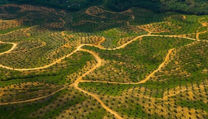 Vista a&eacute;rea de una plantaci&oacute;n de aceite de palma en una zona deforestada de Sabah, Borneo, Malasia, en 2007.