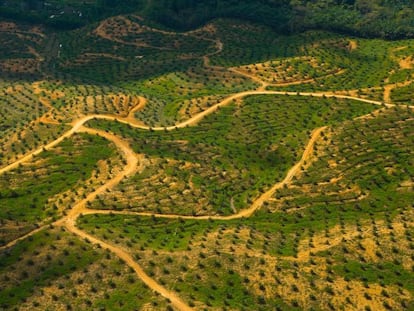 Vista a&eacute;rea de una plantaci&oacute;n de aceite de palma en una zona deforestada de Sabah, Borneo, Malasia, en 2007.