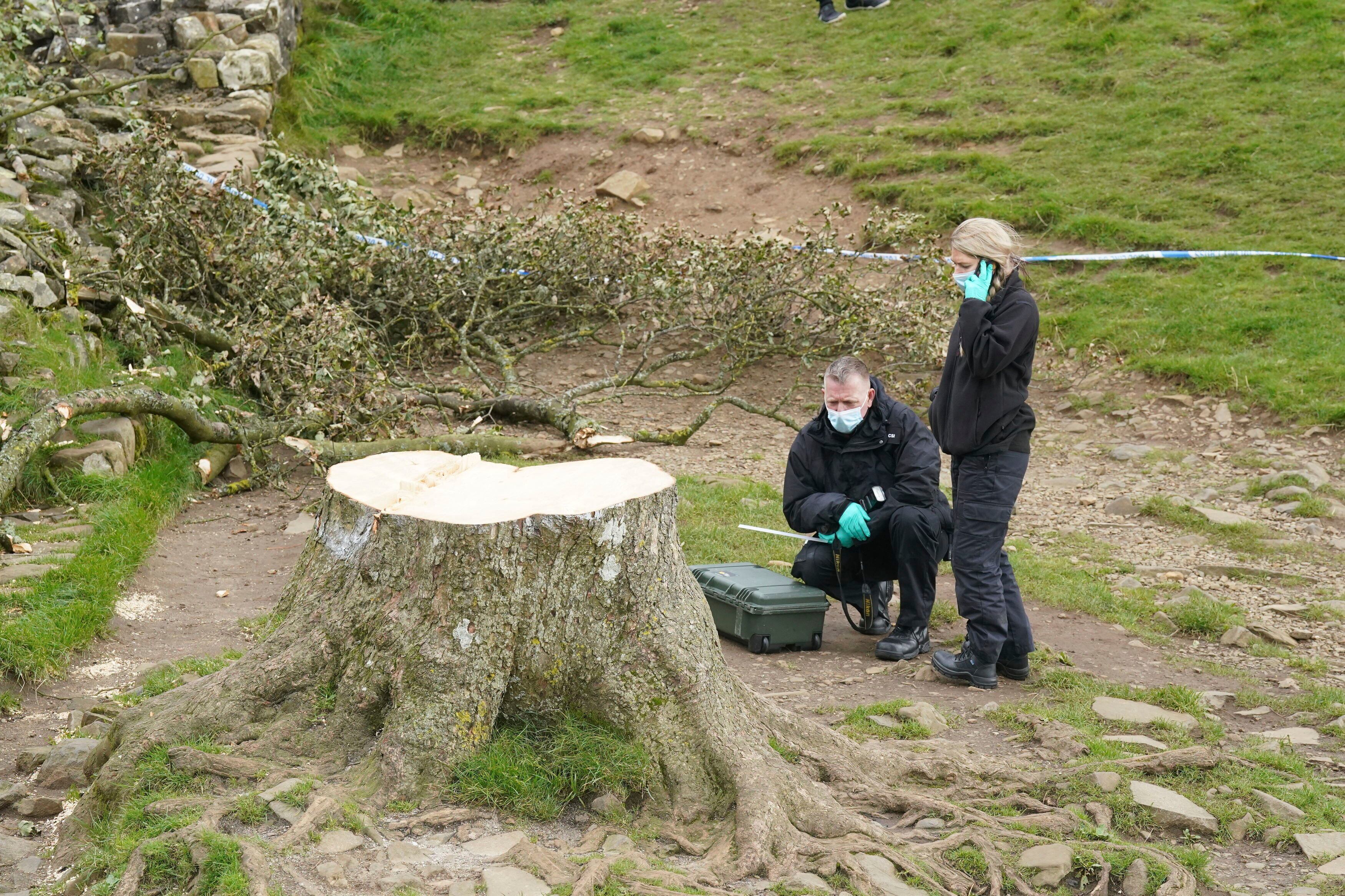 Dos agentes de policía rastrean el lugar donde estaba el árbol, que había resistido tres siglos las inclemencias del tiempo.