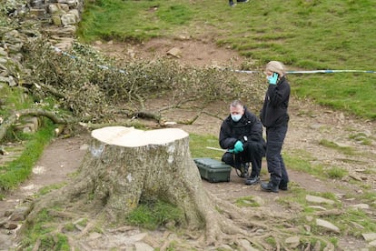 Dos agentes de policía rastrean el lugar donde estaba el árbol, que había resistido tres siglos las inclemencias del tiempo.