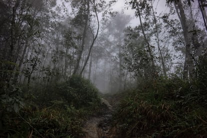 Un bosque en una comunidad zapatista, en el Estado de Chiapas, México