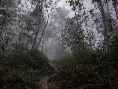 Un bosque en una comunidad zapatista, en el Estado de Chiapas, México, en 2014.