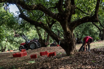 A worker harvests avocado in Periban, Michoacán, on February 21, 2022