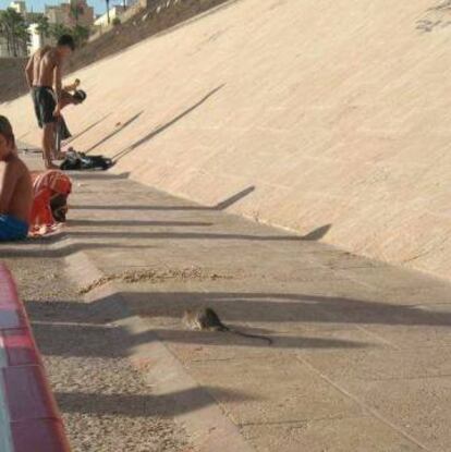 Una rata se pasea en una de las playas de Cádiz.
