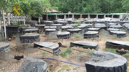 El patio de una finca en Cantabria, donde los agentes han intervenido 27 gallos de pelea.