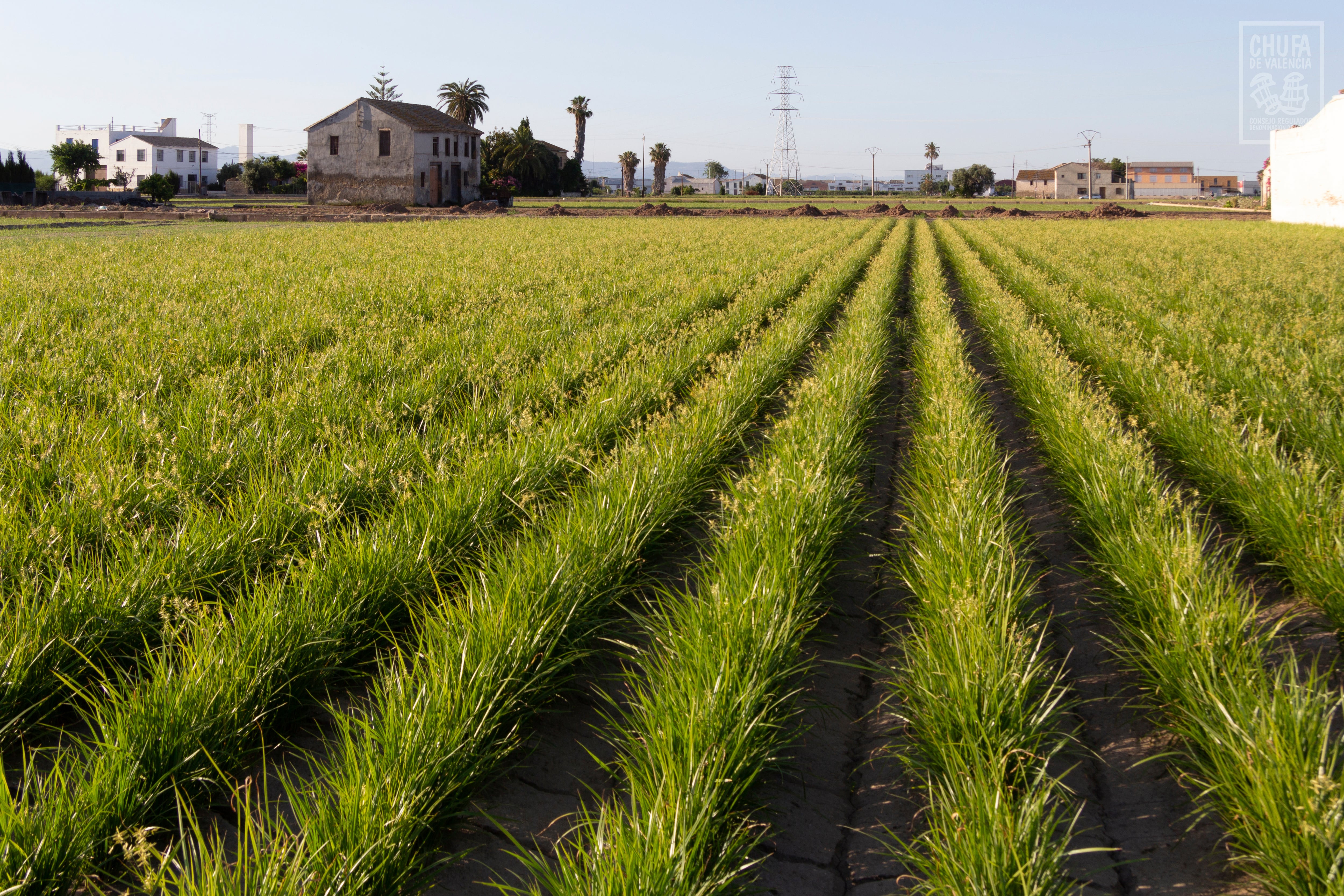 Cultivo de chufa en la huerta de Valencia. Imagen proporcionada por la DO Chufa de Valencia.
