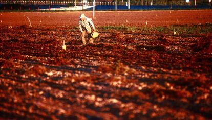 un campesino mallorquín siembra la tierra.