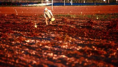 un campesino mallorquín siembra la tierra. 